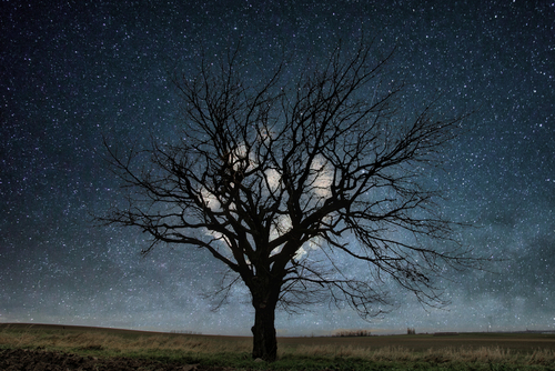 Drzewo na tle nocnego nieba z gwiazdami