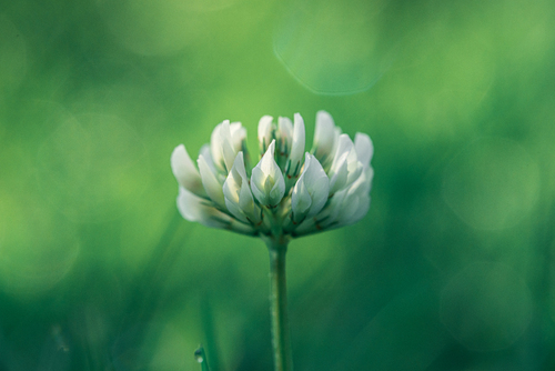 Kwiat białej koniczyny polnej w dużym zbliżeniu na zielonym tle