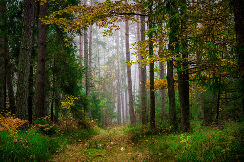 Lasy mieszane w okolicach Opola, część Borów Niemodlińskich