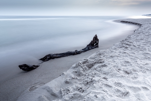 Stare drzewo wyrzucone przez fale na plaży nad Morzem Bałtyckim