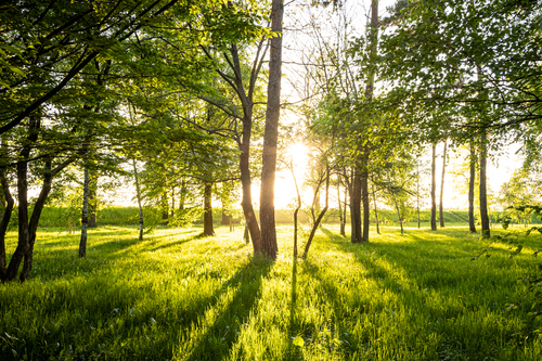 Promienie słońca między drzewami i soczystą wiosenną zielenią