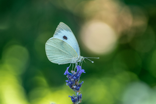 Biały motyl na zielonym tle na kwiatach lawendy