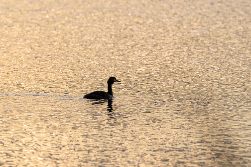 Samotny perkoz na złotym jeziorze o wschodzie słońca