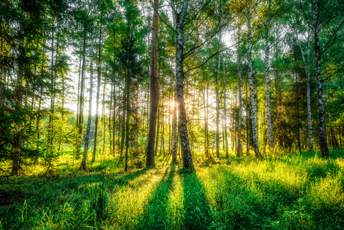 Słońce w lesie z promieniami między drzewami 