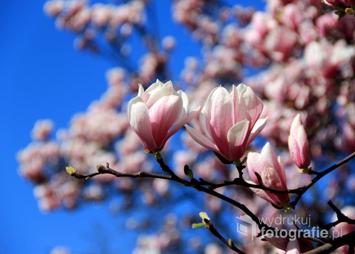 Cieszyńska magnolia początkiem kwietnia