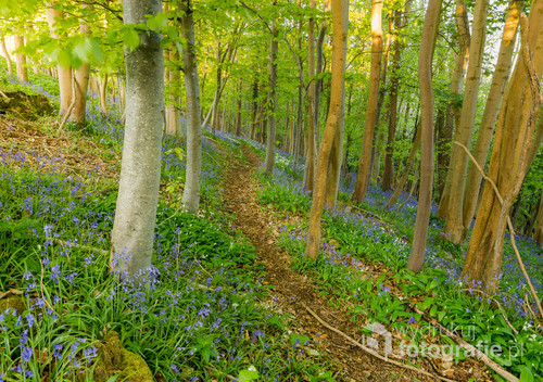 Fotografia zostala zrobiona w Anglii (North Woodchester).Przedstawia wiosenne dzwonki w lesie.
Nikon D850
Tamron 15-30 f2/8
Ogniskowa 24
Przyslona f 11
czas ekspozycji 1/5