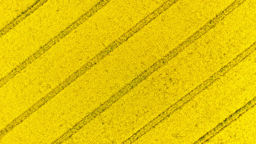 Zdjęcie wykonane nad przypadkowym polem rzepaku. Jadąc z pracy samochodem z dronem w bagażniku wyłoniło się za wzniesieniem ogromne żółte pole. Nie dało się przejechać obojętnie.