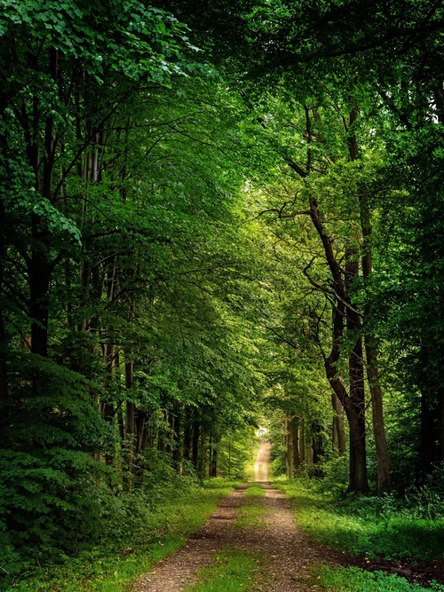 Typowa leśna droga tonąca w ciężkiej zieleni późnego lata