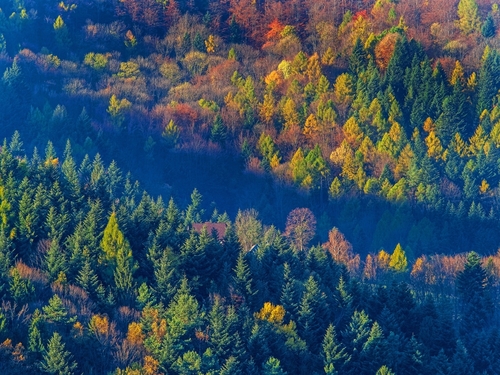 jesienny, górski las na zboczach Beskidu Śląskiego. Środek jesieni. Panorama