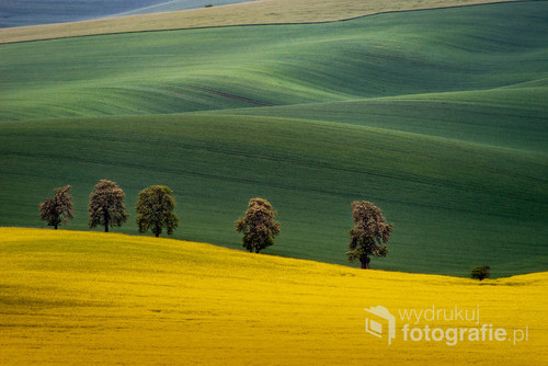 Zdjęcie zrobione wiosną na czeskich Morawach, których falujące pola są często, i nie bez powodu, porównywane do wzgórz Toskanii.