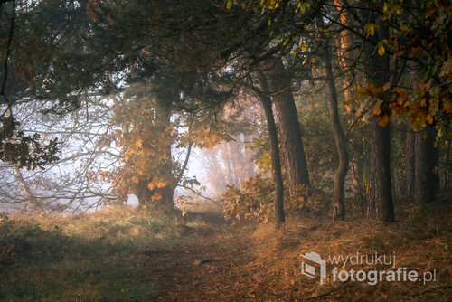 Fotografia wykonana podczas pięknego, mglistego poranka w lesie.
