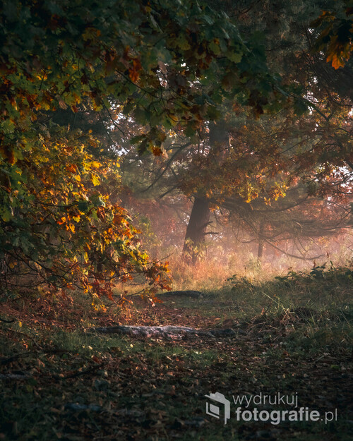 Jesienny poranek na skraju lasu.