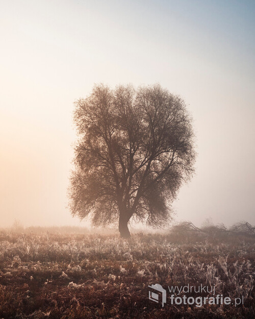 Samotne drzewo w jesiennej mgle.