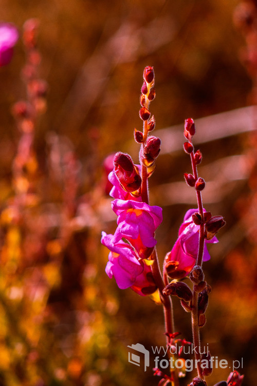 Fioletowy kwiat, oświetlony zachodzącym słońcem na portugalskich wydmach.
