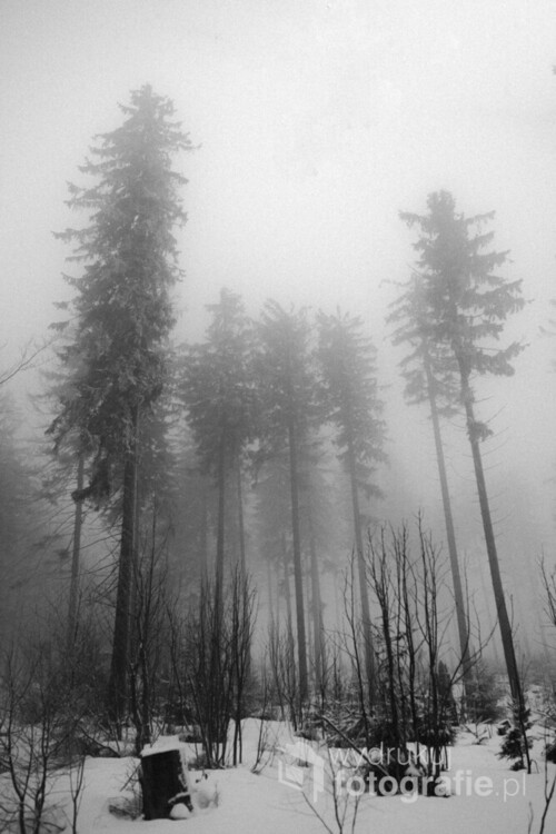 Mgła w polskich górach..
.Zdjęcie jest jednym z tryptyku pt Mgła