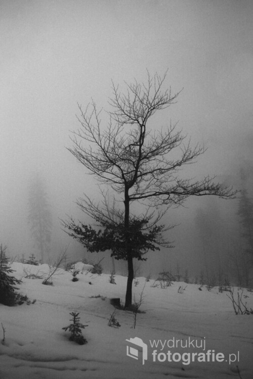 Mgła w polskich górach
Zdjęcie jest jednym z trzech z tryptyku pt Mgła