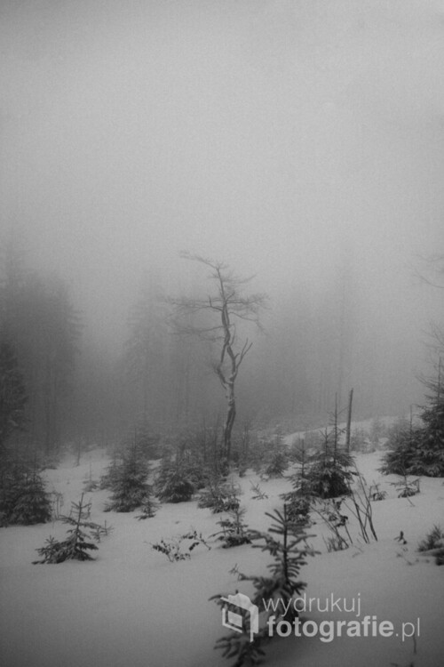 Mgła w Polskich Górach
Zdjęcie jest jednym z trzech tryptyku pt Mgła