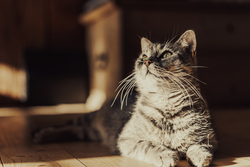 Oto kot, który rozumie najważniejszą prawdę w życiu: że najważniejszy jest ten moment. 
Zdjęcie zrobione kompletnie przypadkiem, w drewnianym domu, w promieniach porannego słońca, wpadającego przez stare, szprosowe okna. 