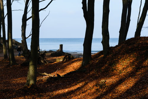 Jesienny las w okolicach Ustki. Drzewa stanowią jakby kurtynę odkrywającą morze w miarę zbliżania się do plaży.