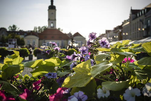 Letni dzień na Rynku Kościuszki w Białymstoku. Na pierwszym planie kwiaty w gazonie, w tle ratusz.