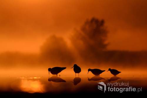 Ptaki siewkowe trzech gatunków (batalion, kwokacz, łęczak) żerujące o wschodzie słońca na płyciźnie stawu rybnego w Grzybnie. 