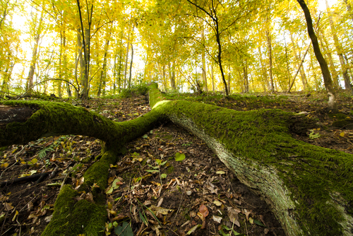 Powalone drzewo w lesie bukowym na terenie Grądów Bytyńskich w wieikopolsce