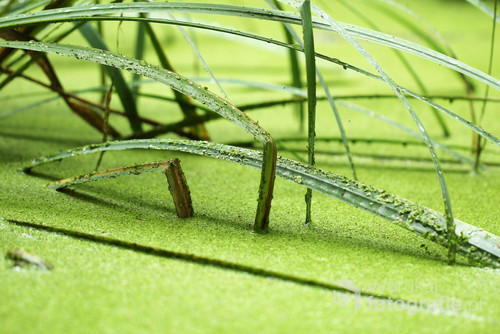Obraz makro przedstawiający źdźbła trawy zanurzone w wodzie pokrytej rzęsą wodną przybliża do natury. Kolor zielony kojarzy się ze spokojem i odpoczynkiem. Obraz ma działanie kojące. 