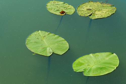 Cztery liście na wodzie w kolorze zielonym.