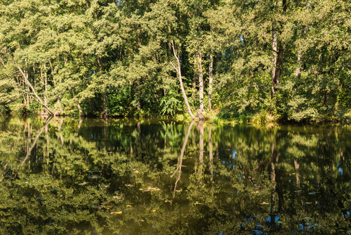 Las odbity w wodzie. Kojący widok zielonej natury w letni słoneczny dzień.