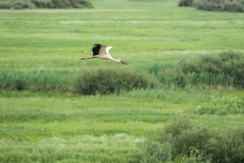 Bocian lecący nad  zielonymi polami w Dolinie Biebrzy.