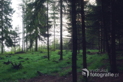 Las iglasty w Koniakowie po ulewnym deszczu.