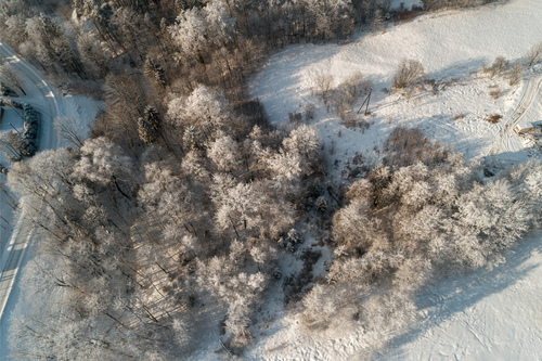 Drzewa w zimowej scenerii, widok z drona