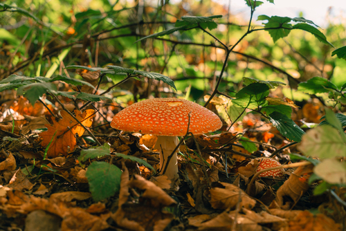 Muchomor czerwony w lesie, jesienny klimat w Małopolsce