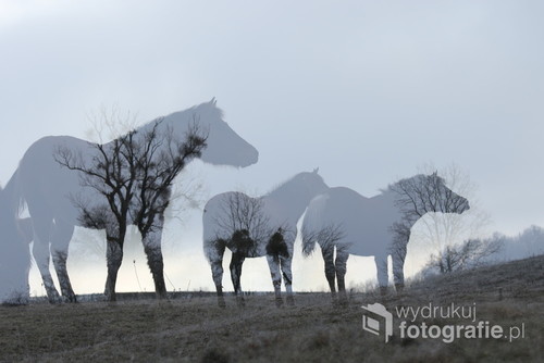 zdjęcie  zrobione  w  mojej  ulubionej Stadninie koni huculskich Orzechowo 
podwójna ekspozycja 