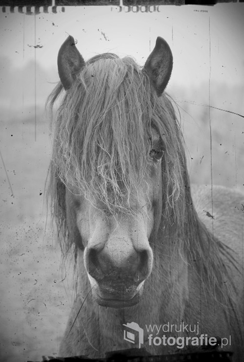portret huculskiego ogiera Larry 
z Stadniny koni huculskich Orzechowo

