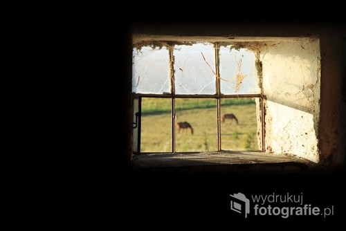 koński świat 

zdjęcie   zrobione   w  Stadninie koni  huculskich Orzechowo

wyróżnione na  portalu hejnakon