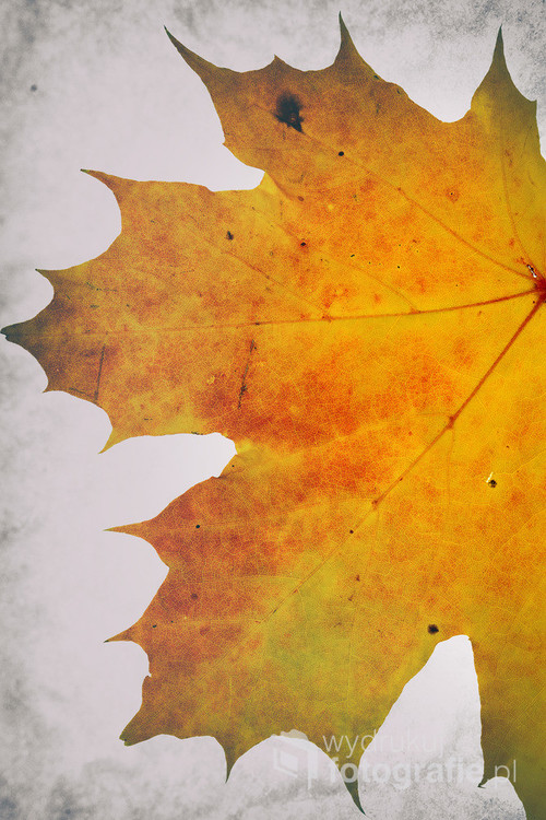 Kompozycja graficzna zainspirowana kolorami oraz detalami jesiennych liści. Pięknie prezentuje się w dużym formacie razem z pozostałymi liśćmi z kolekcji.