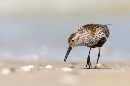Biegus zmienny - gatunek, który w szacie godowej prezentuje się niezwykle pięknie. Zdjęcie wykonane na świnoujskiej plaży podczas jesiennej migracji ptaków.
