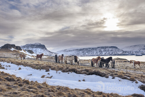 Konie islandzkie w zimowej islandzkiej scenerii