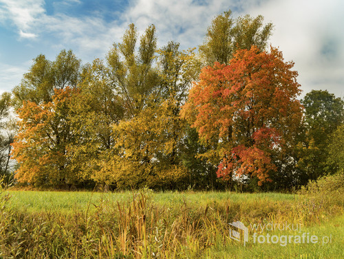 Jesienny, kolorowy krajobraz, podlaskich drzew.