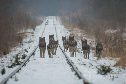 Piękne spotkanie watahy wilków w Puszczy Białowieskiej 
