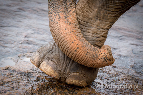 Sierociniec dla słoni na Sri Lance.
Słonia każdy widział w zoo... a jakby pokazać go troszeczkę inaczej...
