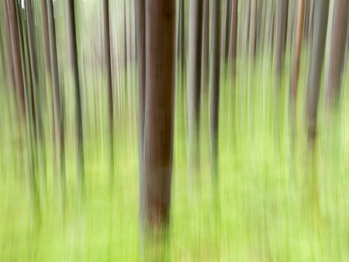 Zdjęcie specjalnie poruszone by ukazać magię lasu