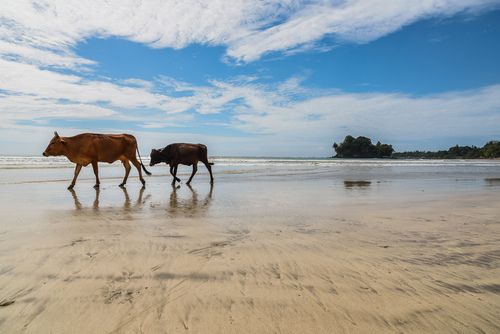 Krowy przechodzące przez plażę w miejscowości Weligama na Sri Lance.
