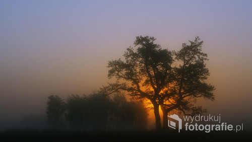 Fotografia wykonana w chłodnym, wiosennym poranku na dzikich łąkach Dolnej Doliny Pilicy. Światło wschodzącego słońca miękko przebija się przez mgłę za wspaniałym drzewem dębu. 