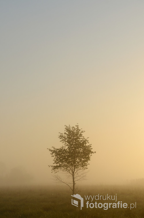 Fotografia samotnie rosnącej młodej brzozy. Nieopodal rośnie brzozowy zagajnik...
Mgła wiosennego poranka odcina ją od tła...
Dzikie łąki Dolnej Doliny Pilicy rozświetlają pierwsze promienie słońca. 