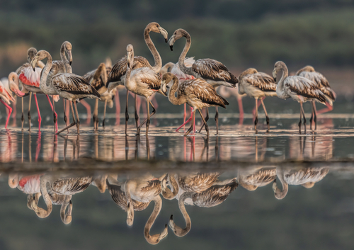 Zdjęcie  flamingów zostało zrobiony w ich naturalnym środowisku