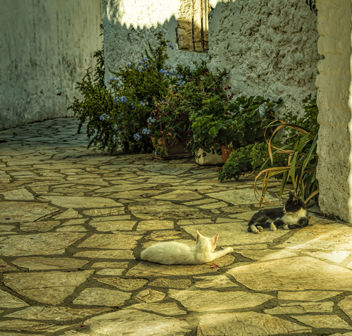 Koty wylegujące się w jednym z greckich  miasteczek  