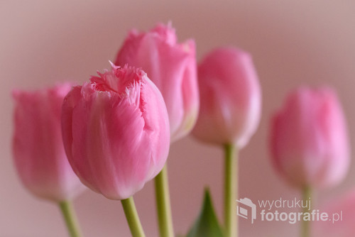 Wiosenne kwiaty - tulipany.Wieszając to zdjęcie na ścianie poczujemy zapach wiosny.