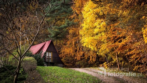 Samotna chatka w środku lasu w jesiennych kolorach